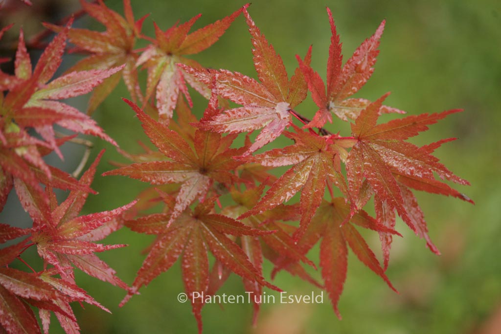 Acer palmatum ‚Pixie‘