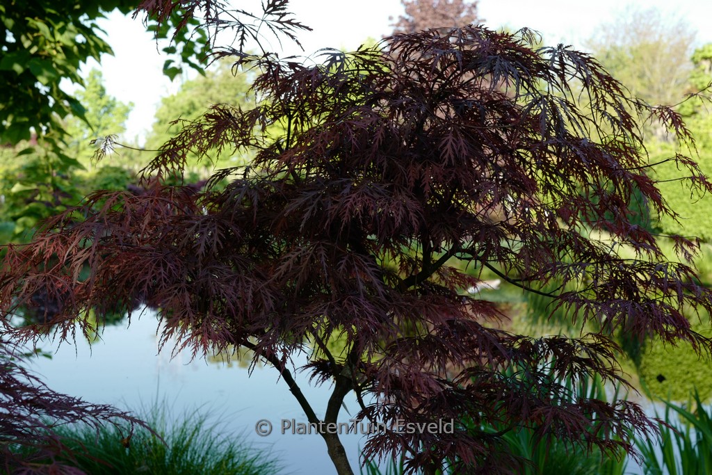 Acer palmatum ‚Pleasant Surprise‘