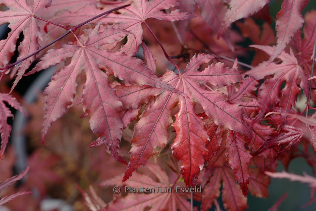 Acer palmatum ‚Purple Ghost‘