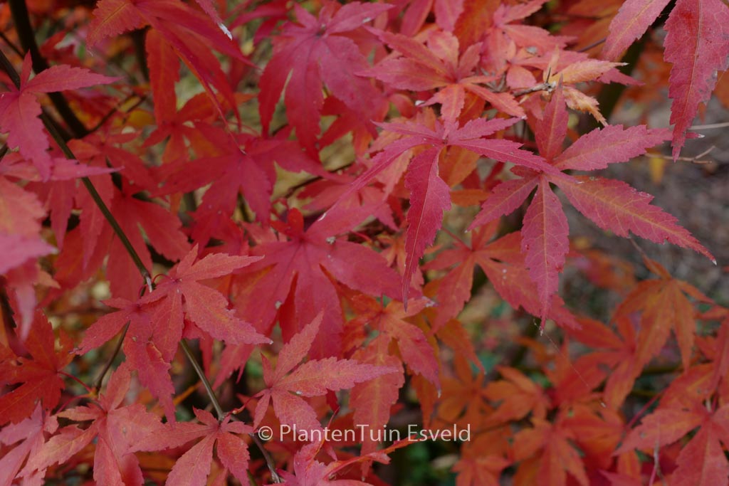 Acer palmatum ‚Purple Glory‘