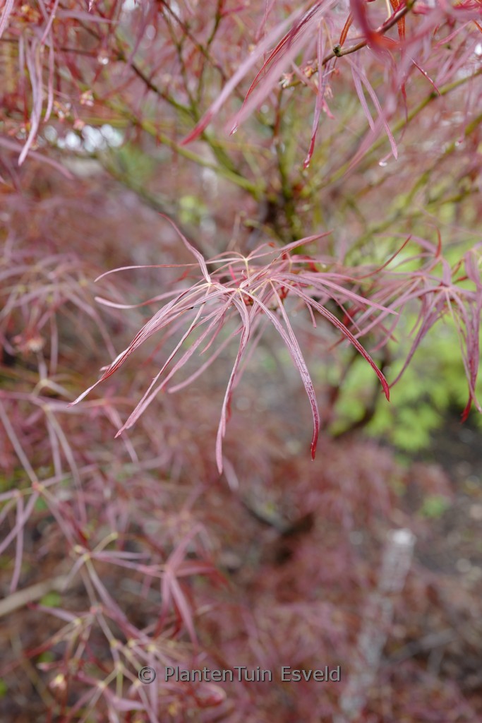 Acer palmatum ‚Purpureum Angustilobum‘