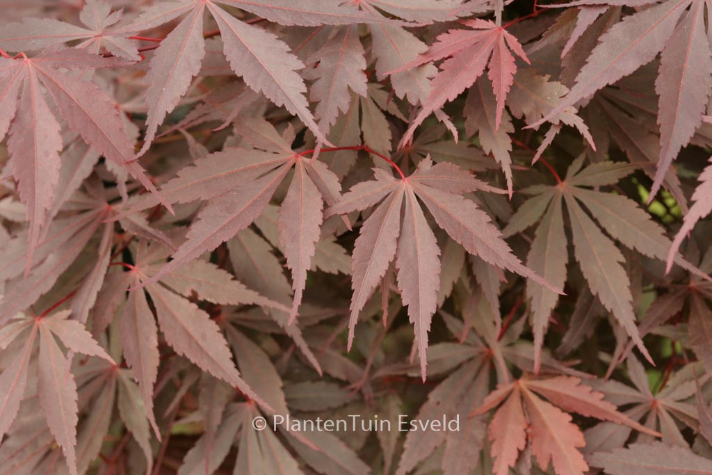 Acer palmatum ‚Raigo-ji‘