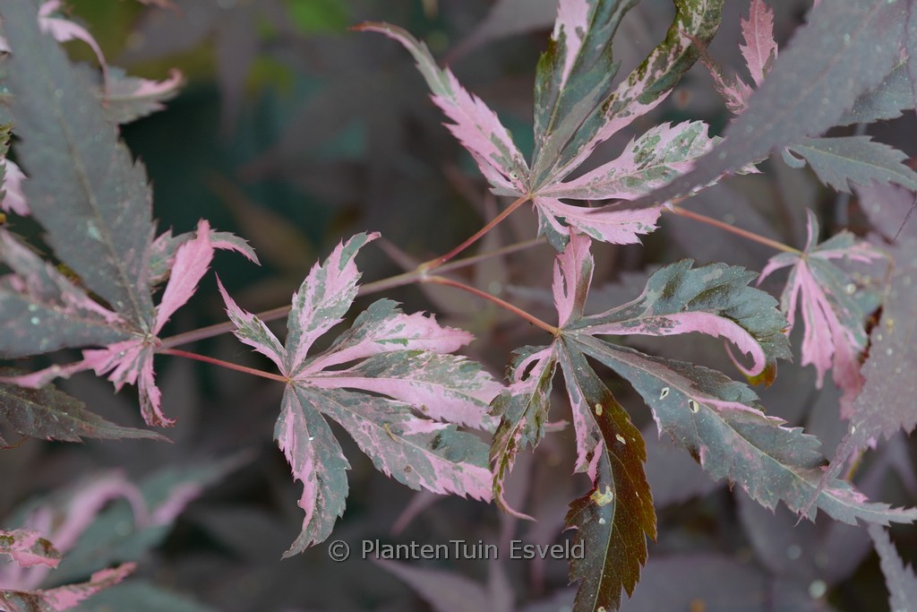 Acer palmatum ‚Rainbow‘