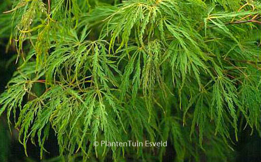 Acer palmatum ‚Red Autumn Lace‘