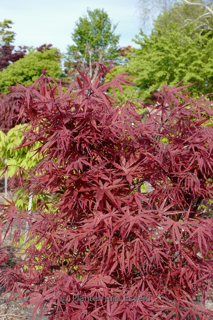 Acer palmatum ‚Red Bamboo‘