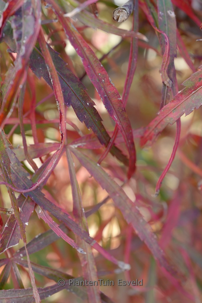 Acer palmatum ‚Red Cloud‘