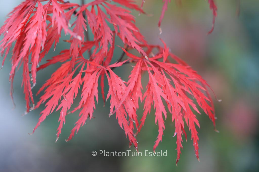 Acer palmatum ‚Red Dragon‘