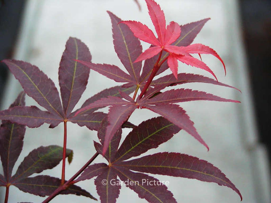 Acer palmatum ‚Red Emperor‘