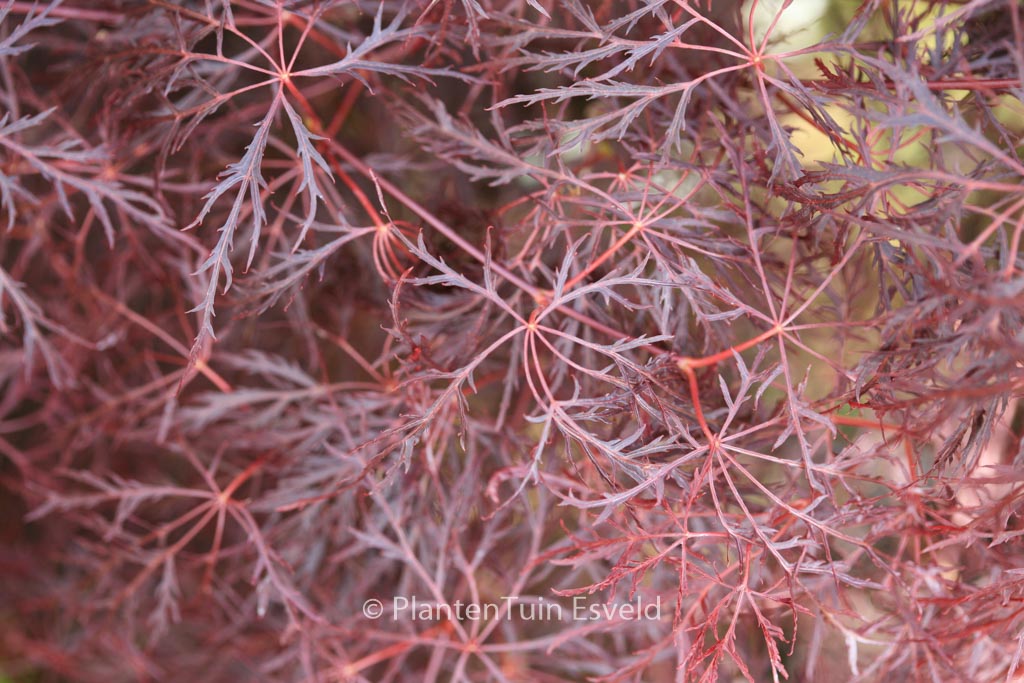 Acer palmatum ‚Red Feathers‘
