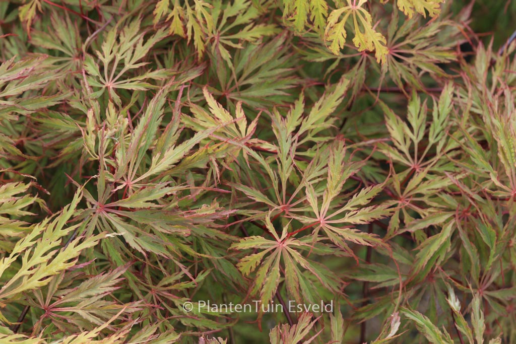 Acer palmatum ‚Red Flame‘