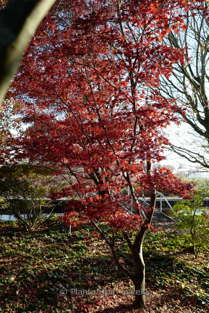 Acer palmatum ‚Red Flash‘