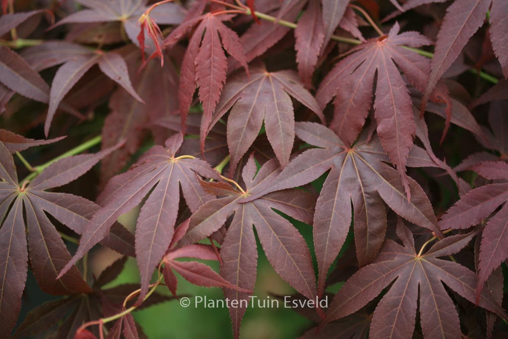 Acer palmatum ‚Red Jonas‘