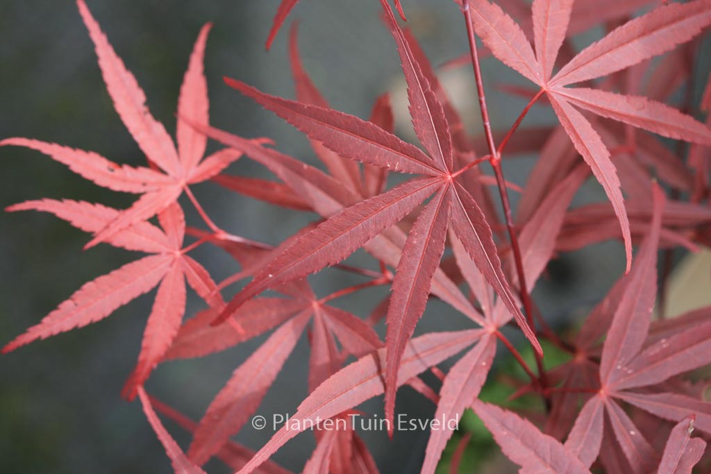 Acer palmatum ‚Red Planet‘