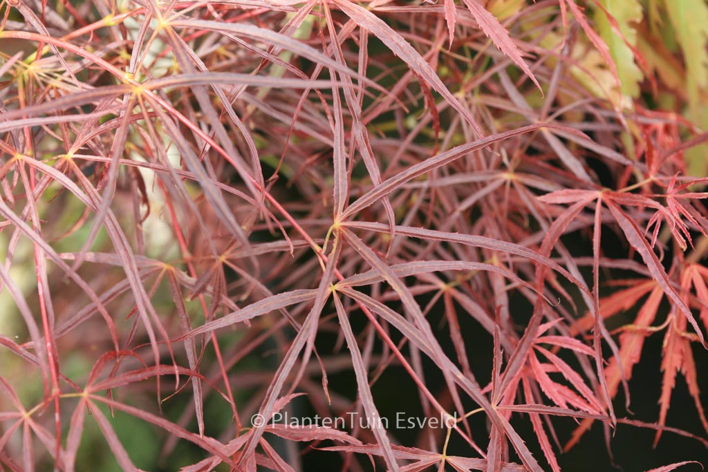 Acer palmatum ‚Red Pygmy Seedling‘