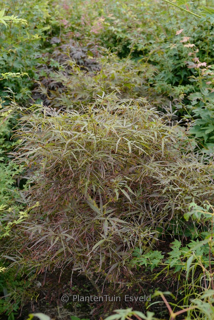 Acer palmatum ‚Red Pygmy‘