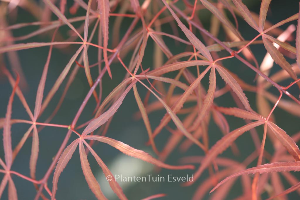 Acer palmatum ‚Red Spider‘