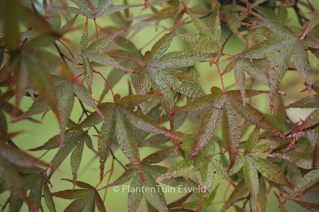 Acer palmatum ‚Red Spray‘