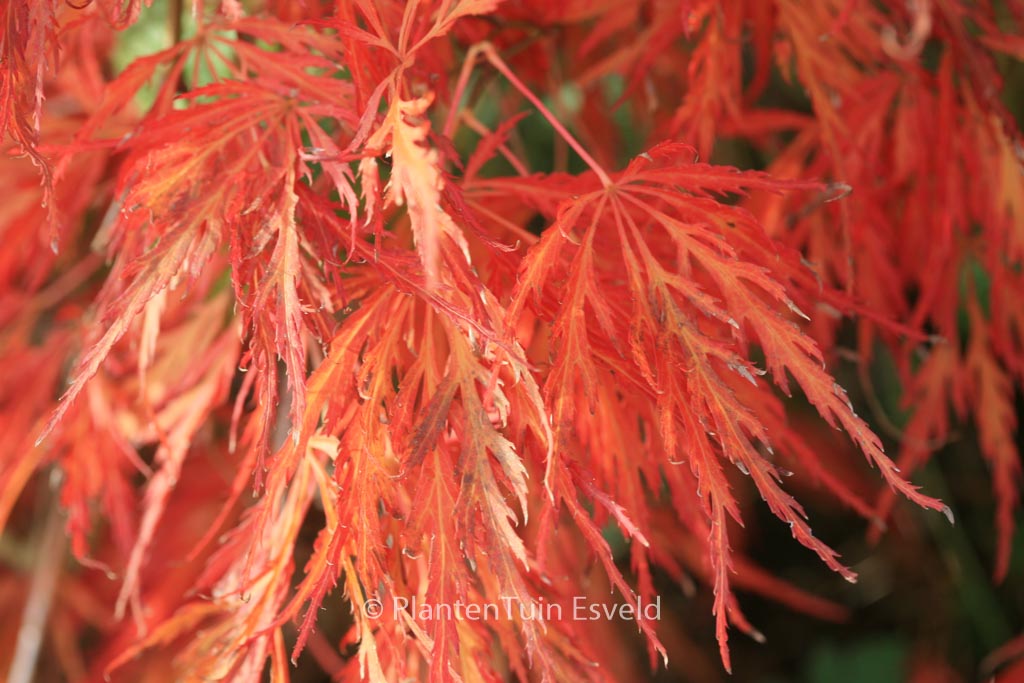 Acer palmatum ‚Red Strata A‘