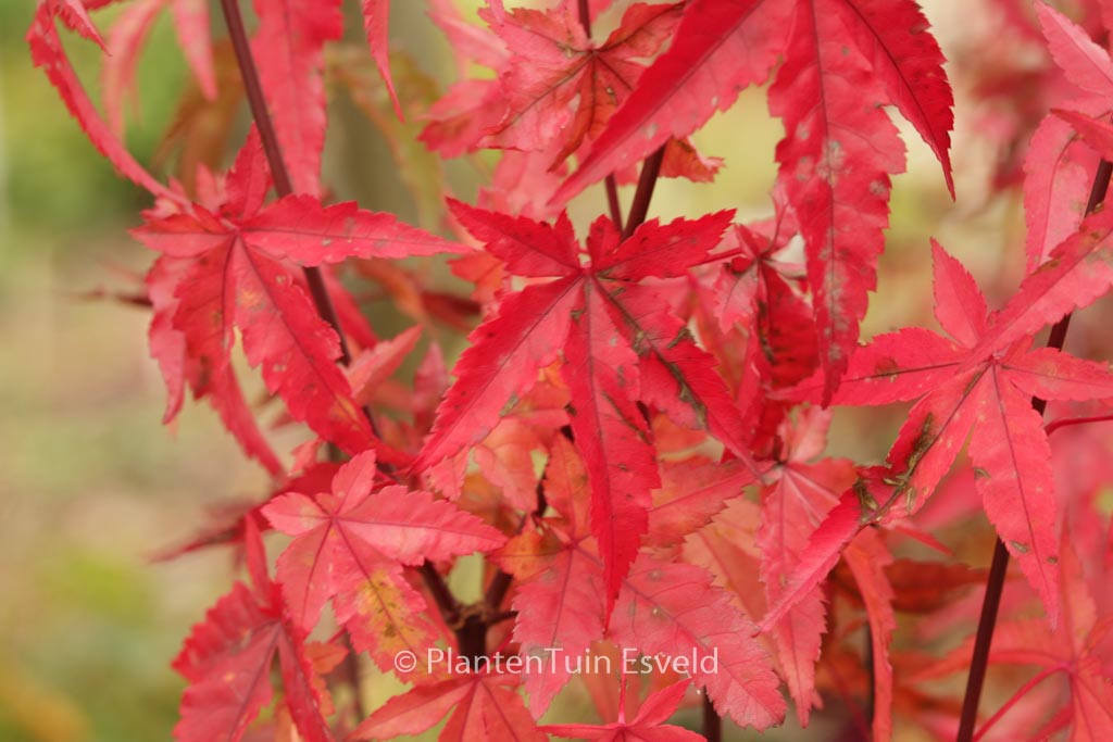 Acer palmatum ‚Red Wine‘