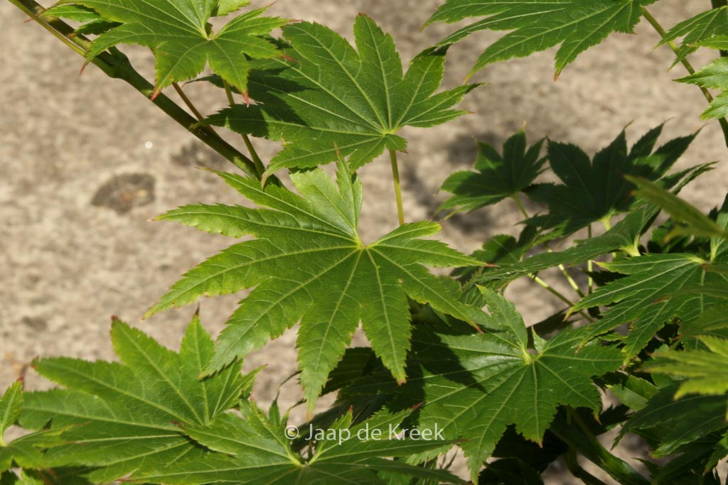 Acer palmatum ‚Red Wing‘