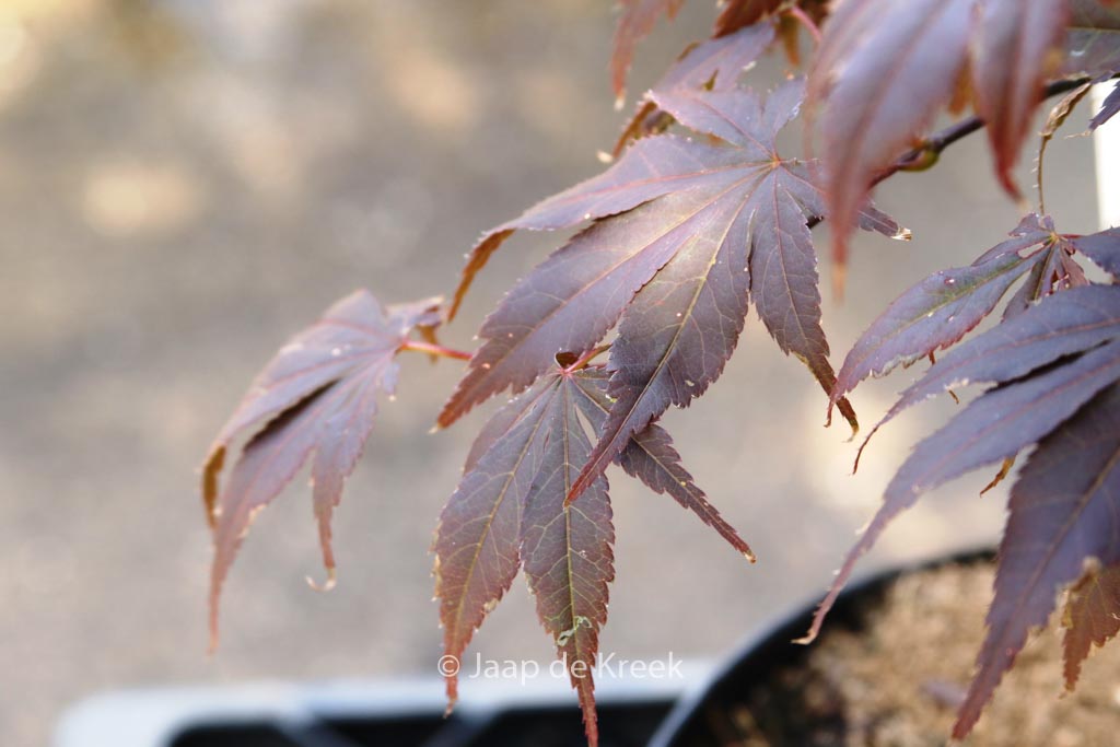 Acer palmatum ‚Red Wonder‘