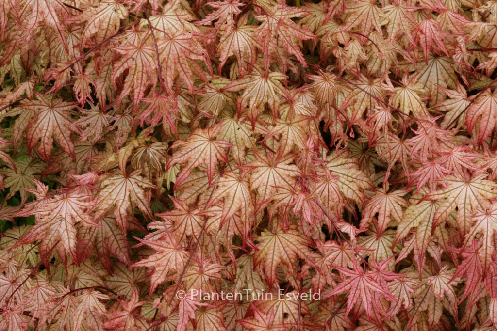 Acer palmatum ‚Reticulatum Como‘