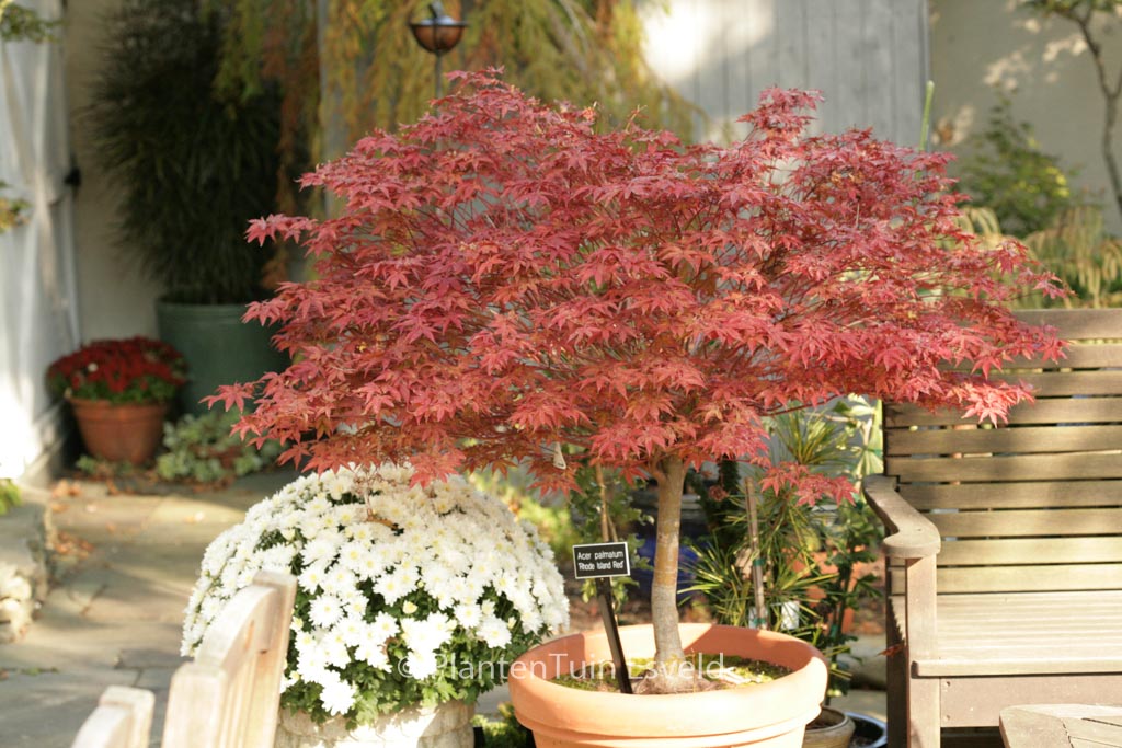 Acer palmatum ‚Rhode Island Red‘