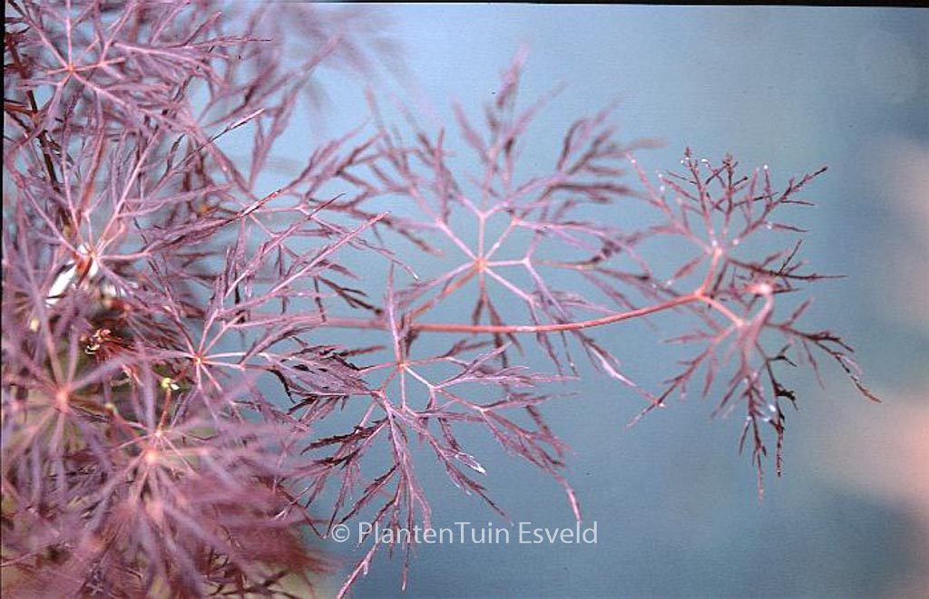 Acer palmatum ‚Rilas Red‘