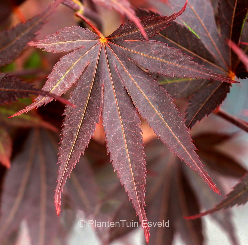 Acer palmatum ‚Riley‘