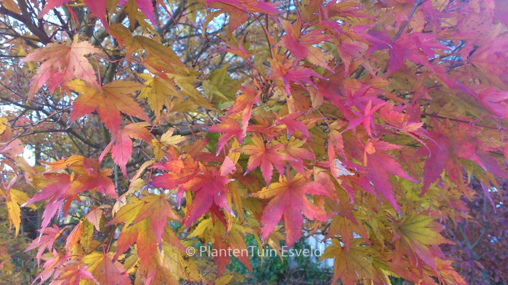 Acer palmatum ‚Rising Sun‘