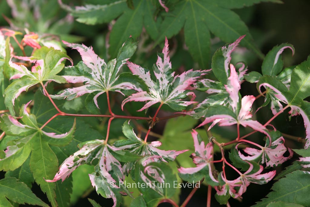 Acer palmatum ‚Rokugatsu-en-nishiki‘