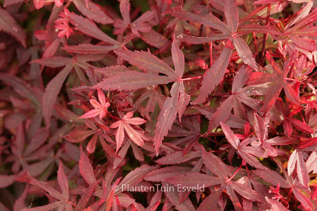 Acer palmatum ‚Royle‘