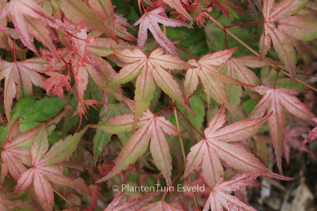 Acer palmatum ‚Ruben‘