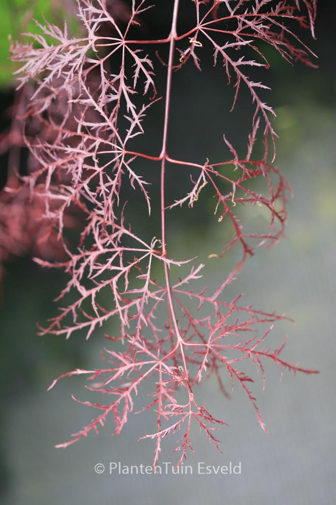Acer palmatum ‚Ruby Lace‘