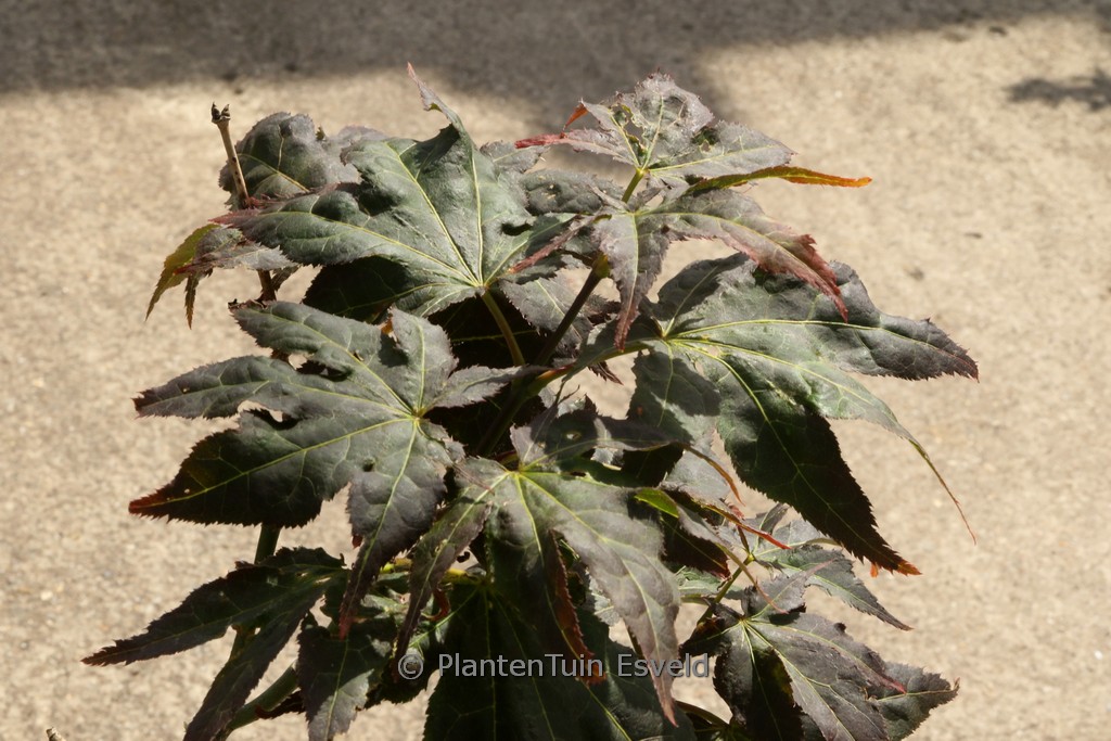 Acer palmatum ‚Ruby Ridge‘