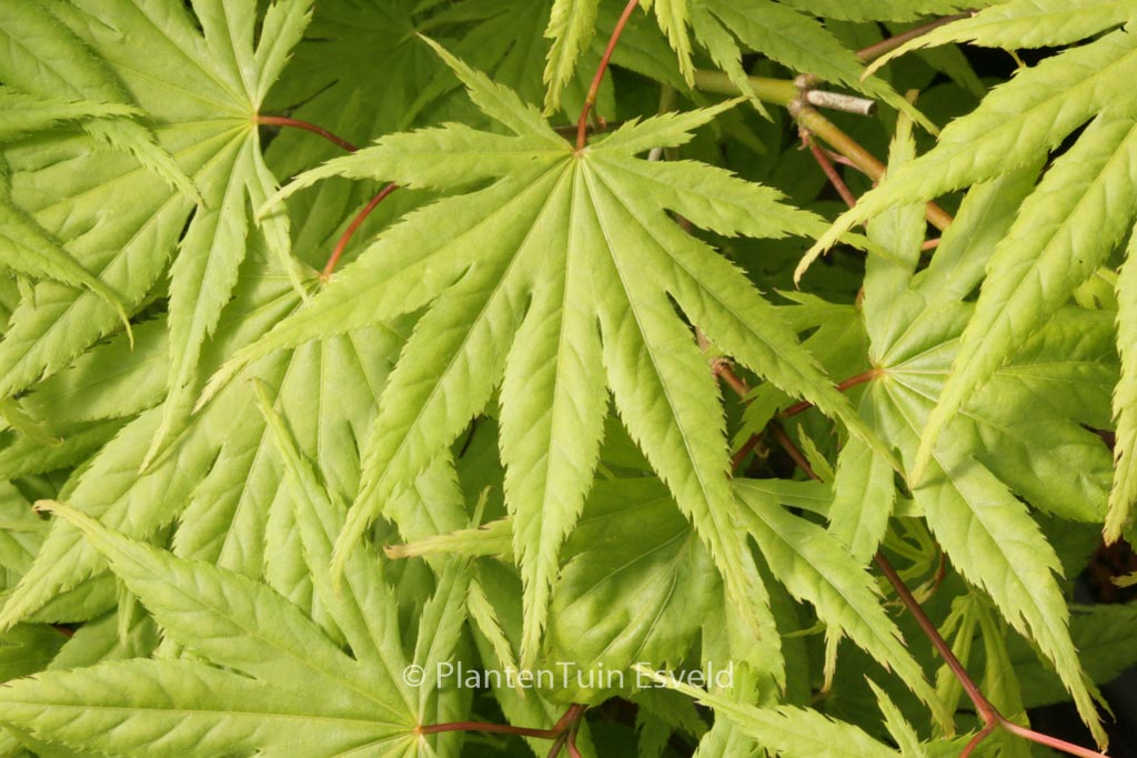 Acer palmatum ‚Rufescens‘
