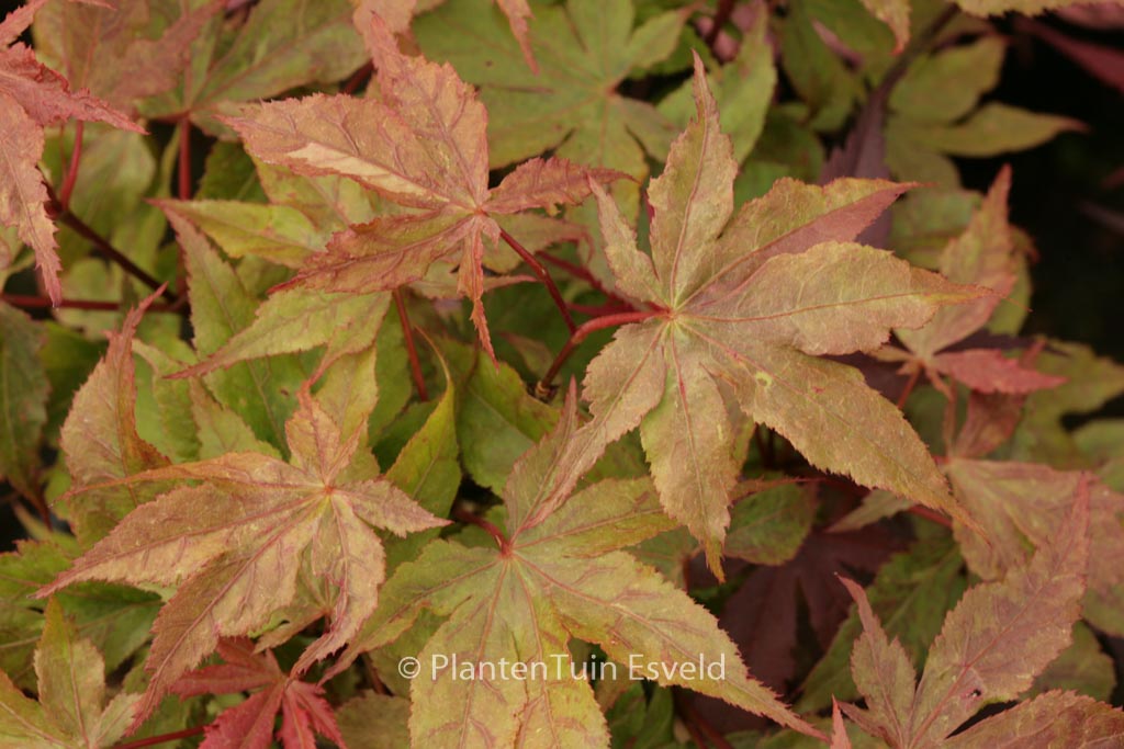 Acer palmatum ‚Rugose‘