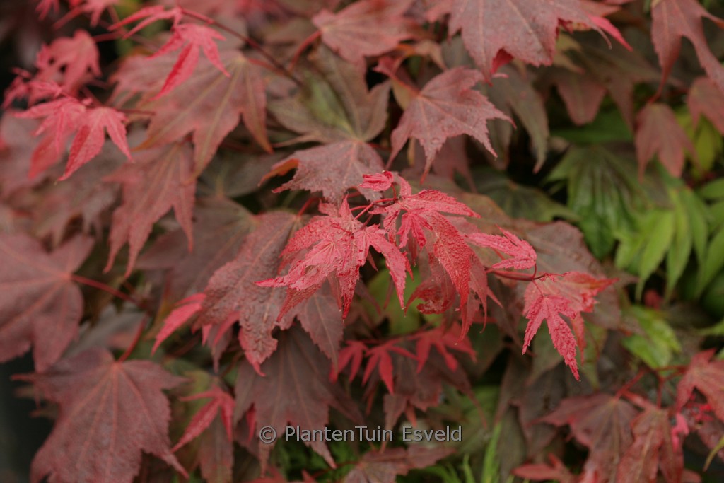 Acer palmatum ‚Ruslyn-in-the-Pink‘
