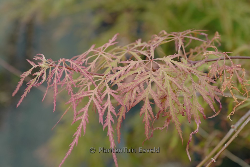 Acer palmatum ‚Russet Lace Leaf‘