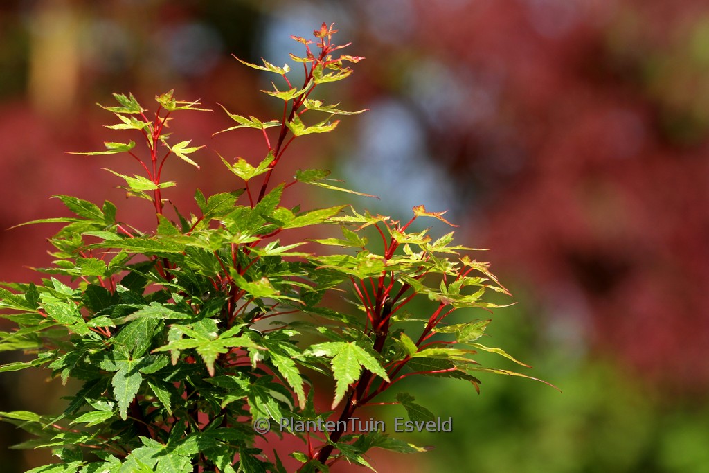 Acer palmatum ‚Ryu-gu‘