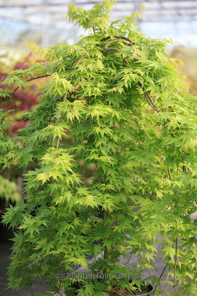 Acer palmatum ‚Ryu-sei‘