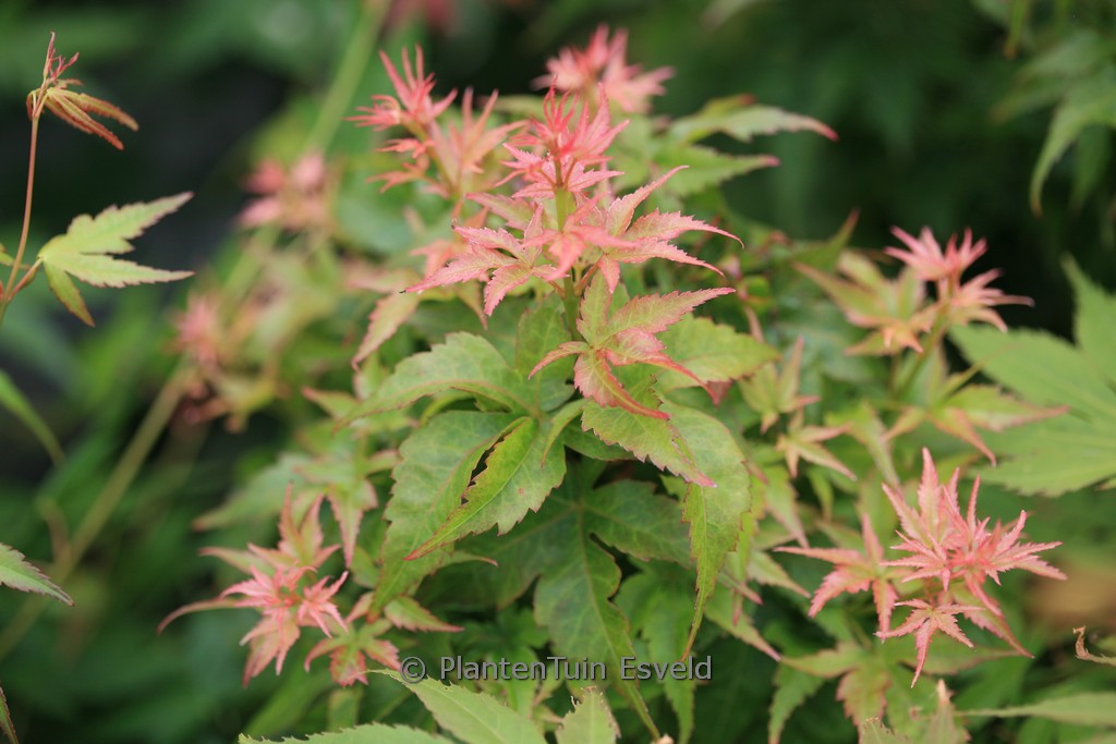 Acer palmatum ‚Ryu-to‘