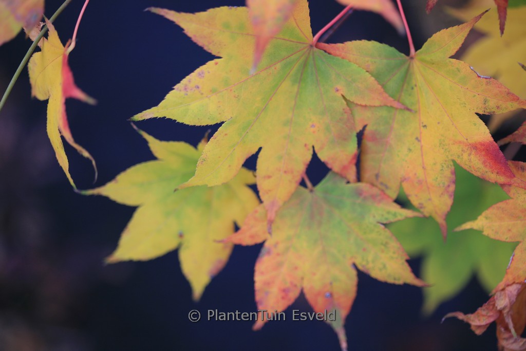 Acer palmatum ‚Sa-otome‘