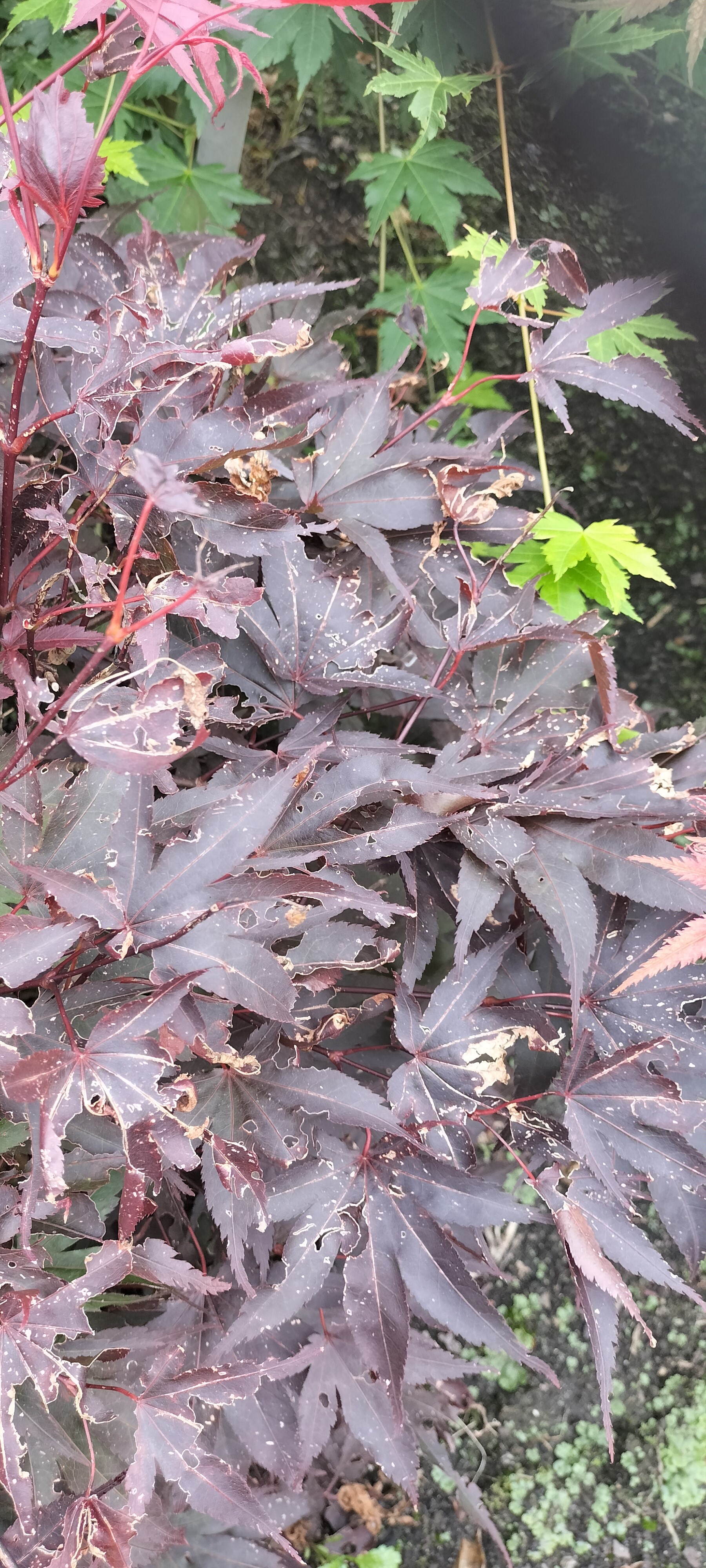 Acer palmatum ‚Samarzam‘ (SAMURAI SWORD)