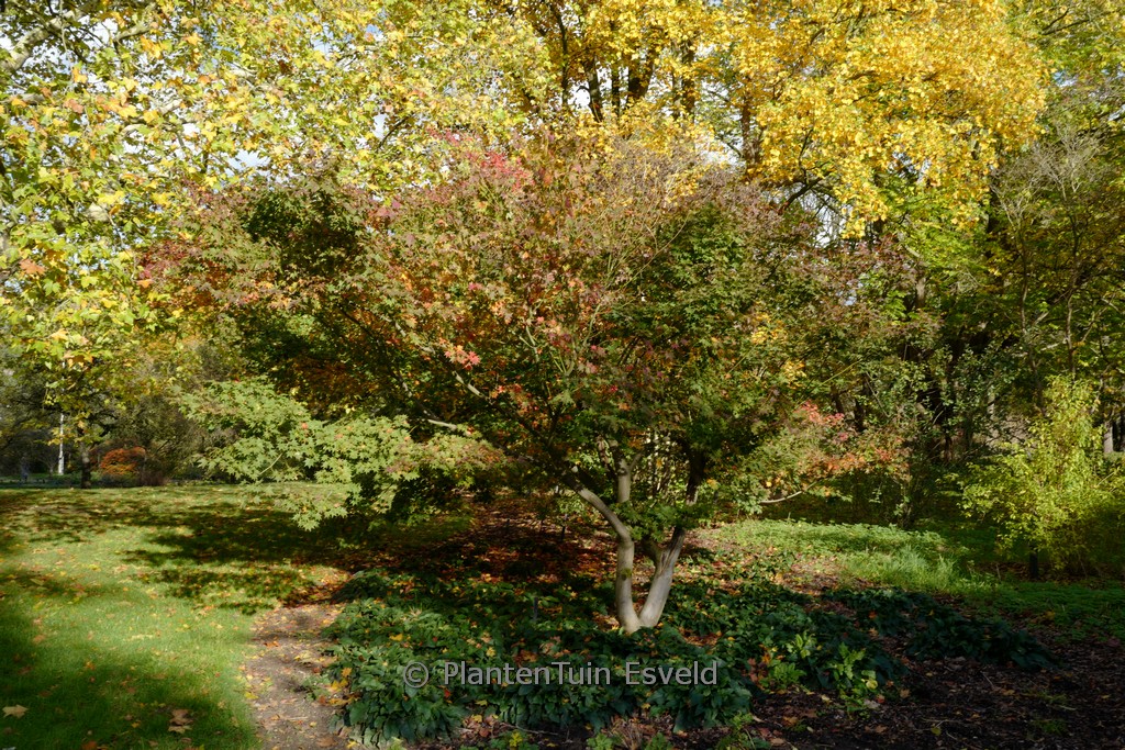 Acer palmatum ‚Satsuki-beni‘