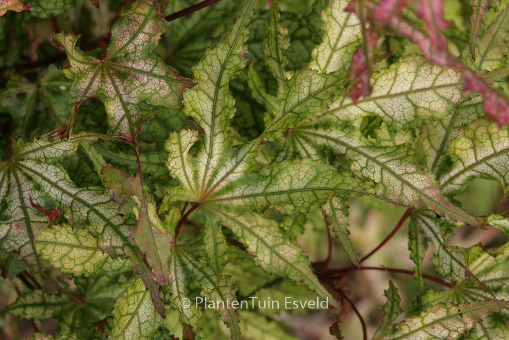 Acer palmatum ‚Sawa-chidori‘
