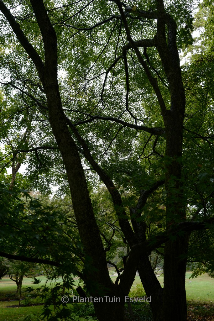 Acer palmatum ‚Sazanami‘