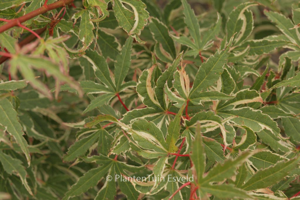Acer palmatum ‚Searle’s Variegated‘