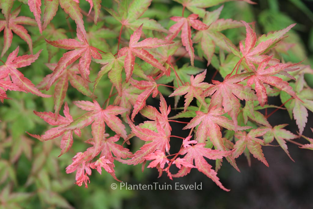 Acer palmatum ‚Seigen‘