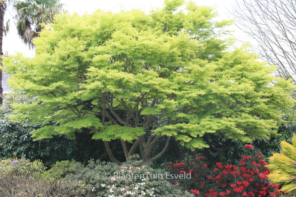 Acer palmatum ‚Seiryu‘